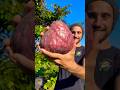 Red Custard Apple #fruit #eating #farming