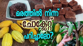 മരത്തിൽ നിന്ന് ചോക്ലേറ്റ് പറിച്ചാലോ..?  From cocoa beans to chocolate -  With subtitles