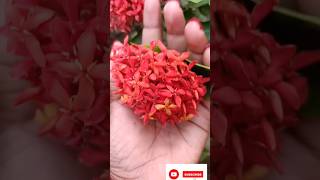 আমার বাগানের ফুল গুলো কেমন লাগছে তোমাদের # beautiful flowers # gardening#viralvideo #subscribe