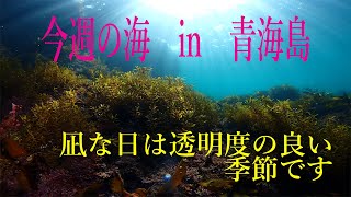 山口県　青海島　今週の海　vol.265