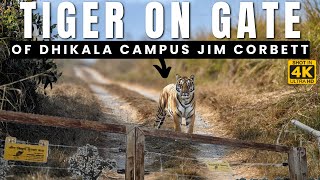 Dhikala Ke Gate Par Dhika Male Tiger - Dhikala Zone of Jim Corbett National Park #tiger #jimcorbett