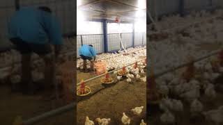 proses seleksi ayam broiler umur 15 hari #shorts #short