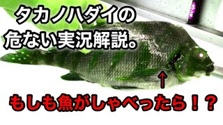 【タカノハダイ】タカノハダイのさばき方、豆知識、ダジャレ、実況解説！目利き！生態など