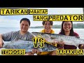 TARIKAN MANTAP SANG PREDATOR BARAKUDA VS  TENGGIRI, PART 2 @AY_FishingFamily