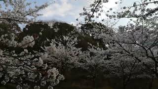 愛媛県西条市小松中央公園の桜　その1