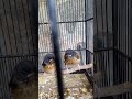 Anakan burung umur 14hari