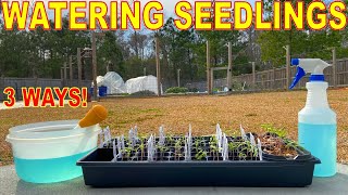 How To WATER And FERTILIZE SEEDLINGS: 3 Easy Ways!