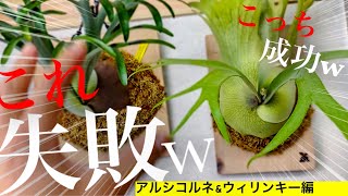 【大きく育てる】ビカクシダの板替え苔増しするタイミング【仕立て方】