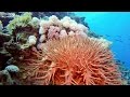 Starfish (Acanthaster planci)