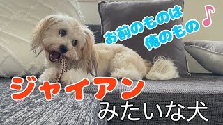 【あんまりだ、、、、】容赦ないミックス犬の欲望。兄弟犬けんか？？！