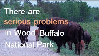 Wood Buffalo At Risk