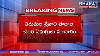 Elephants Create Ruckus Near Srivari Padalu In Tirumala | Tirupati | Bharat Today