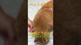 #犬猫専門整体 #いぬ #ねこ #セルフケア 触るのは難しいかも知れませんが、無理なく刺激してあげましょう。