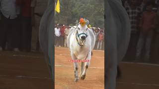 MKM Bulls NANDI || ఈ గిత్త ఎప్పుడు చూసినా కోర్టులోకి వచ్చేటప్పుడు సింగల్ గానే వస్తుంది