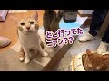 【緊急病院】医師治療の一部始終！モフモフの野良猫保護3ヵ月歯肉炎が悪化しました！