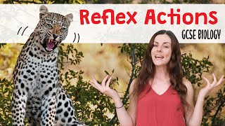 REFLEX ACTIONS GCSE Biology 9-1 | Combined Science (Revision \u0026 Qs)