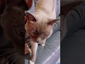 When Your Babe Comes To Say Hi To You - Bryan The Cat (Video No. 311)