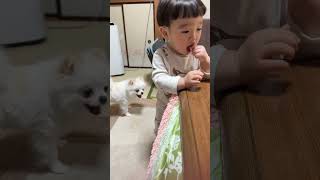 食べたい犬vsあげない赤ちゃん　　可愛いおやつ攻防戦 #1歳2ヶ月 #1歳児 #ポメラニアン