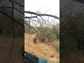 Male Lion Gives Leopard the Fright of its Life
