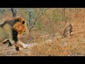 Male Lion Gives Leopard the Fright of its Life