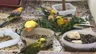 Red Rump parakeet singing sound