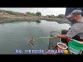 【福壽魚之章】一竿包池的平常日，機會難得，釣到被福壽魚打臉，那就釣多一點來報仇！