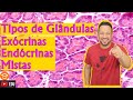 Glândulas Exócrinas, Endócrinas e Mistas - Tecido Epitelial Glandular - Histologia Animal