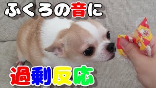 【331日】袋の音に過剰反応するチワワ犬。しかし自分のオヤツの袋ではないと気付いた後は…。　Chihuahua dog likes the sound of plastic bag.