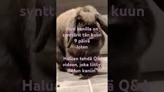 Lemmikki kanin Q\u0026A#shortvideo #subscribe #pet #pets #rabbit#rabbits#lemmikki#Q\u0026A#kani