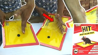 What a powerful rat-catching glue pad?||कितना शक्तिशाली चूहा पकड़ने वाला गोंद पैड?