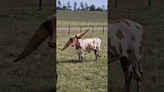 Cow with a big horn #cow #cattle #animals #horn #cute #funny #shorts