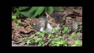 都内の公園にいた生まれて間もない仔猫たち