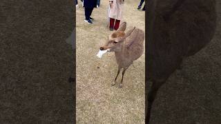 私は鹿がこれらの紙を食べているのを見て、口から紙を取り出しました。 Nara Park deer 🦌 in japan