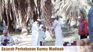 Sejarah Kebun Kurma Madinah