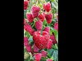 cute raspberry 🥰 split with surprise raspberry fruits fruits viral trending asmr