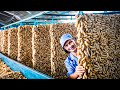 SilkWorm Farm - How Billions of SilkWorm for silk Chinese - Silk Cocoon Harvest Processing Factory