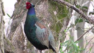 キジの母衣打ち Japanese Pheasant (Phasianus versicolor) crying