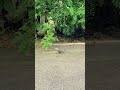 two chipmunks meeting and hugging 两只花栗鼠见面、拥抱 chipmunk squirrel cuteanimals cute adorable 花栗鼠