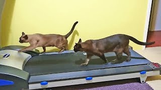 「一緒にトレーニングにゃ！」交代でルームランナーを使っていた猫さんでしたが…