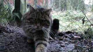 The making of wildlife documentary Last of the Scottish Wildcats