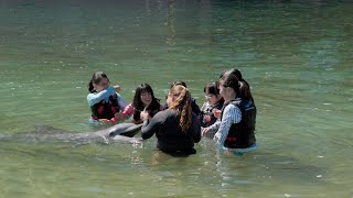 ハワイ諸島修学旅行2018 ドルフィンクエスト ヒルトンワイコロアビレッジ  瀧野川女子学園中学高等学校 4K HDR