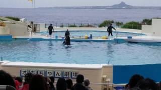 20170224 沖縄美ら海水族館　イルカショー　オキちゃん劇場　イルカボール運びとジャンプ