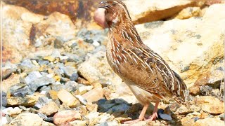 Unveiling the Mysterious Nature sounds of common Quail | Bater ki Awaaz