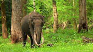 Junior Bhogeshwara || Kabini || 4K || Nikon Z9