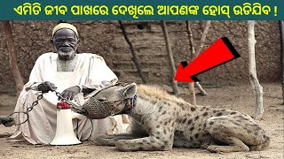 5 ଟି ସବୁଠାରୁ ଖତରନାକ ଜୀବ ଯାହାକୁ ଲୋକମାନେ ନିଜ ଘରେ ପାଳିଛନ୍ତି / 5 Most unusual Pets