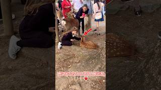 外国人観光客は鹿が大好きです。🦌♥️ #zoo #narajapan #naraattractions #cute #naradeer #naradeerpark #narapark