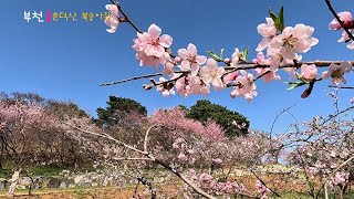 부천 원미산 진달래꽃, 춘덕산 복숭아꽃 Azalea flowers from Wonmi Mountain, Peach Blossoms from Chundeok Mountain