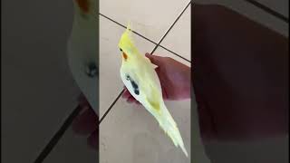 The Right Way of Picking up a Banana