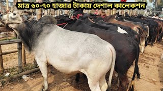 পাবনা অরোনখোলা হাটে ১০০ কেজি ওজনের  সেরা মানের গিরস্তের ষাড় কালেকশন ।।special cow।।২৮/০১/২০২৫