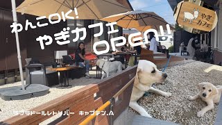 ラブラドールレトリバー　キャプテン #73 わんこOK！やぎカフェOPEN！！